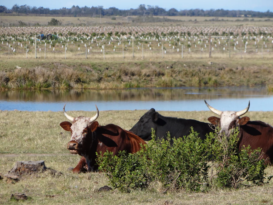 Cattle grazing on a South African farm, an example of livestock tracked with IoT sensors